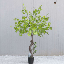 Τεχνητός Δέντρο Σφένδαμος 6650-6 175x230cm Green Supergreens Υαλοβάμβακας