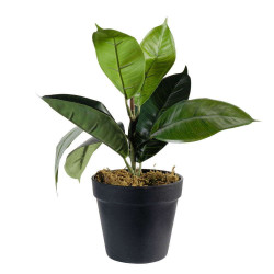 Τεχνητό Φυτό Φίκος Elastica 0670-6 15x30cm Green Supergreens Πολυαιθυλένιο