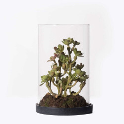 Τεχνητό Φυτό Σέντουμ Cauticola 4260-6 15cm Green Supergreens Πολυαιθυλένιο